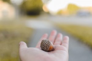 Photo of an outstretched hand with an acorn