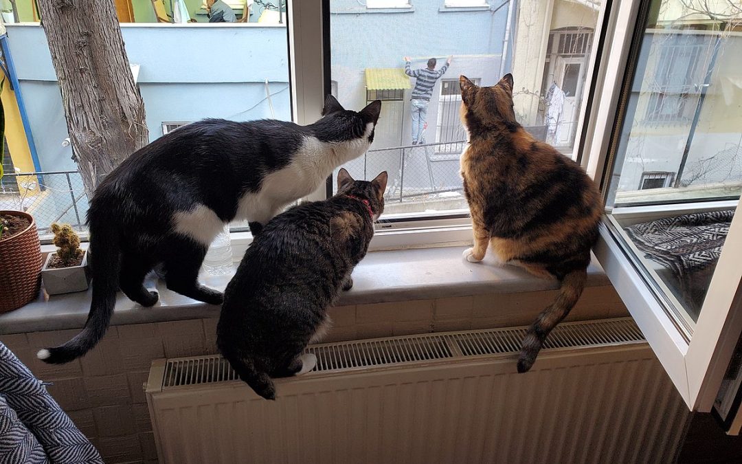 Three cats looking out a window