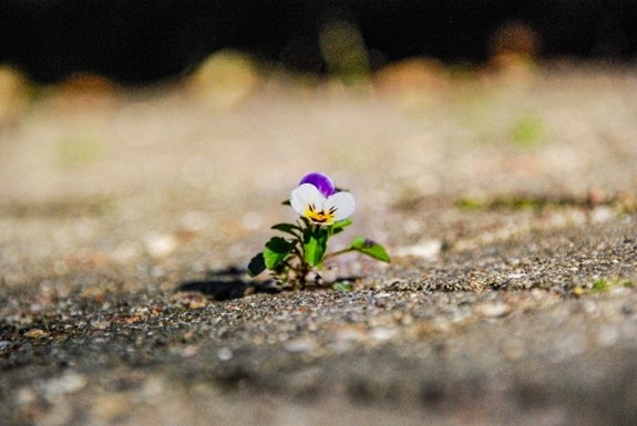 photo of a small flower growing in cement walkway